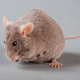 Image for article titled How Researchers Measure a Mouse's Mood